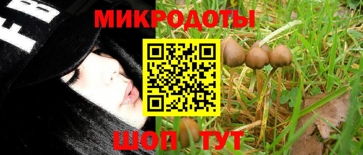 Галлюциногенные грибы Psilocybe Стрежевой